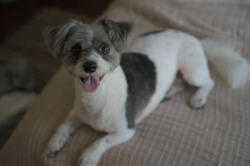 Winston with his hair cut